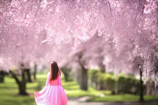 桜でランチ・・・！