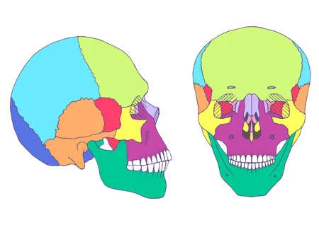 頭蓋骨の柔軟性